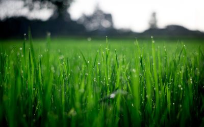 Everyday integrity : the battlefield of the daily mind
